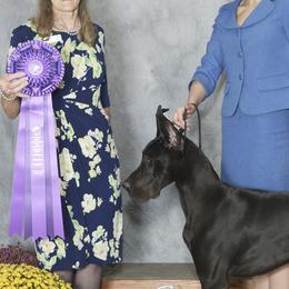 Great Danes from Corazon Azul Great Danes