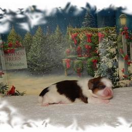 Kisses AKC - Tricolor female Shih Tzu puppy in Lawrenceburg, Tn, Tennessee from Shedd's Shih Tzus