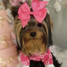 JuJu - Yorkshire Terrier