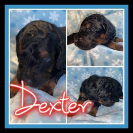 Poodle Puppies from Faksa Standard Poodles