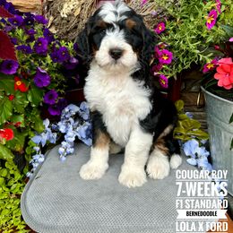 Bernedoodle Puppies from Premier Doodles
