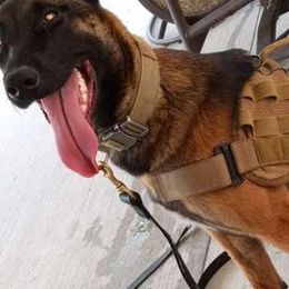 Belgian Malinois from Mainline Malinois