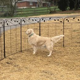 Emmie - Golden Retriever