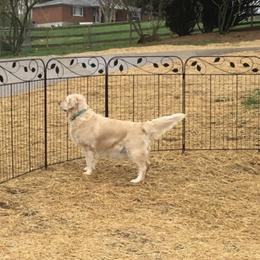 Emmie - Golden Retriever
