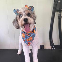 Rizzo - Bernedoodle