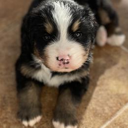 Cranberry - Black rust and white female Bernese Mountain Dog puppy in Fountain, North Carolina from Stargirl Bernese Mountain Dogs