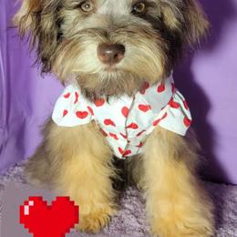Scarlett Lyon - Liver female Miniature Schnauzer puppy in Texas from Blue Rose's Schnauzers