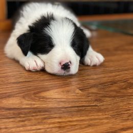 Border Collie and Rottweiler Puppies from KJB Kennels