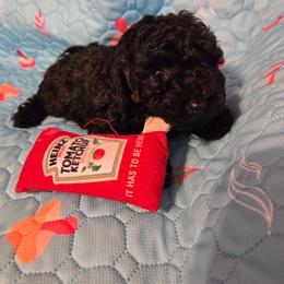 Jess - Black female Poodle puppy in Mc Dade, North Carolina from Toy Poodles of NC