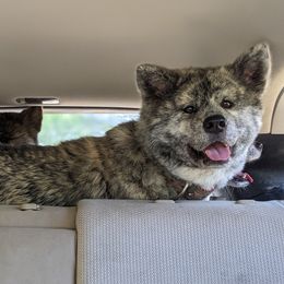 San - Akita