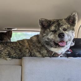 San - Akita