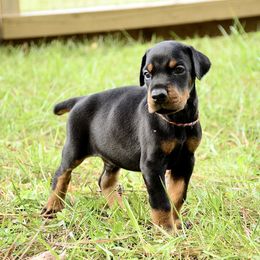 Salem - Black and rust male Doberman Pinscher puppy in Toney, Alabama from Bhon Mhuir Dobermanns