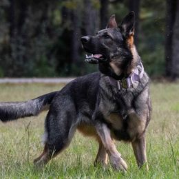 Lady - German Shepherd