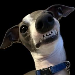 Italian Greyhound puppies from Quality Italian Greyhounds