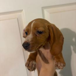 Cheesecake - Red female Dachshund puppy in Conroe, Texas from Dots Dachshunds