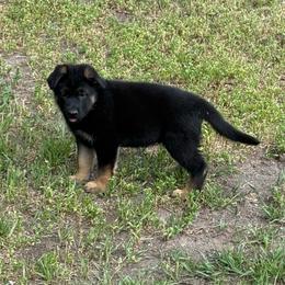 Black tan male - Black and tan male German Shepherd puppy in Herrick, South Dakota from Dakota Shepherds Kennels