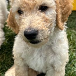 Goldendoodle Puppies from Bridger Peak Doodles