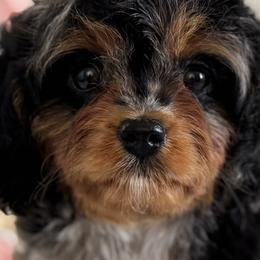 Cavalier King Charles Spaniels and Cavapoos from By Design Doodles