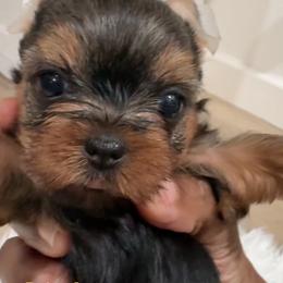 Autumn - Black and tan female Yorkshire Terrier puppy in Tempe, Arizona from Kissable baby face yorkies