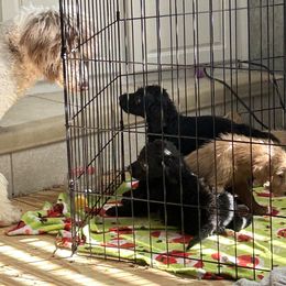 Labradoodle and Poodle Puppies from Hades Flame Kennel