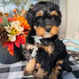 Archie - Phantom male Bernedoodle puppy in Bowling Green, Ohio from FDF Pyredoodles & Bernedoodles