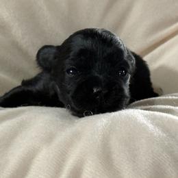 Black2 - Black male Miniature Schnauzer puppy in Ferndale, Washington from Blackhorse Schnauzers Washington state
