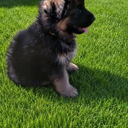 Nash, blue collar - Black and red male German Shepherd puppy in Lake Ann, Michigan from Furman German Shepherds