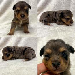 Blue Merle female - Blue merle female Toy Australian Shepherd puppy in Brooker, Florida from Honey, I Shrunk the Aussies
