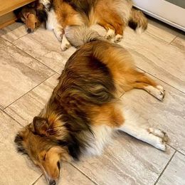 Shetland Sheepdog Puppies from Southern Charm Sheltie’s