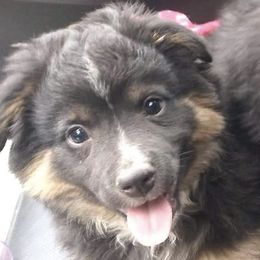 Miniature Australian Shepherds from Finndigo Mini Aussies