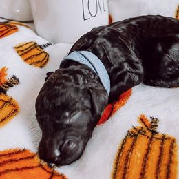 “Waylon” Jennings - Black Goldendoodle puppy in Pine Bluff, Arkansas from Maizey Jane’s Doodles