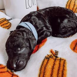 “Waylon” Jennings - Black Goldendoodle puppy in Pine Bluff, Arkansas from Maizey Jane’s Doodles