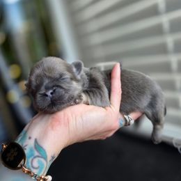 Maryellen - Blue female Shih Tzu puppy in Lancaster, Ohio from Wandering Tzu