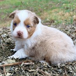Sugar - Red merle female Toy Australian Shepherd puppy in Blacksburg, South Carolina from Blue’s Family Aussies