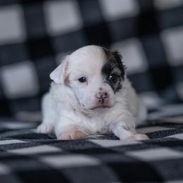 Solo - White and black female Chinese Crested puppy in Kentucky from Qilin Chinese Crested