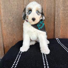 Rio - Blue merle male Aussiedoodle puppy in Eastland, Texas from H5 Mini Doodles