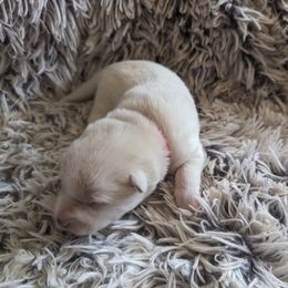 Pomsky Puppies from Valparaiso Pomskys