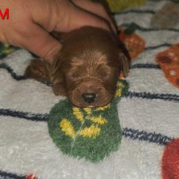 Duke - Red male Cavapoo puppy in Copan, Oklahoma from Lebel Cavapoos
