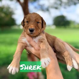 Shrek - Red  male Goldendoodle puppy in Rose Hill, North Carolina from Red Door Canines