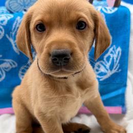 Maroon - Yellow male Labrador Retriever puppy in Heath Springs, South Carolina from Rich Hill Retrievers