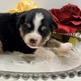 Ron - Black tri male Toy Australian Shepherd puppy in Blacksburg, South Carolina from Blue’s Family Aussies/Rustic Rose Toy Australian Shepherds