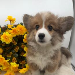 Coretta - Red female Pembroke Welsh Corgi puppy in Minooka, Illinois from Lucky J Corgis