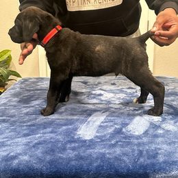 Black Russian Terrier and Cane Corso Puppies from Dem Stevens Egyptian Kennel
