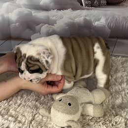Bulldog Puppies from Sweet Rolls