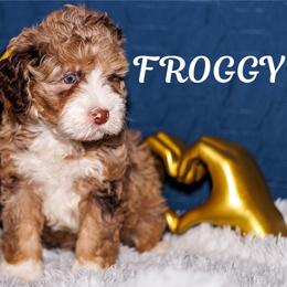 Froggy - Chocolate merle male Bernedoodle puppy in Gilbert, Arizona from Safe Havynn Doodles