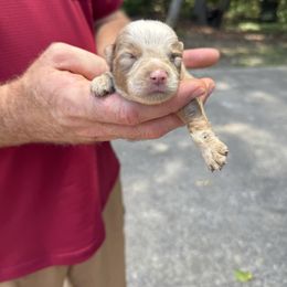 Boy 3 - Red merle male Miniature Australian Shepherd puppy in Muscadine, Alabama from B&M Miniature Australian Shepherds