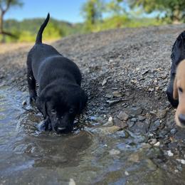 Labrador Retriever Puppies from AGL Retrievers