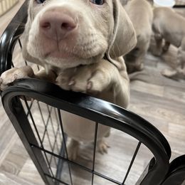 "Pumpkin" Weimaraner Puppies from Baird Weims - AKC registered