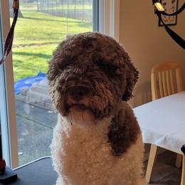 Violet  - Lagotto Romagnolo
