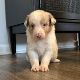 Boy 4 - male Australian Shepherd puppy in Ludowici, Georgia from Raven Creek Farms